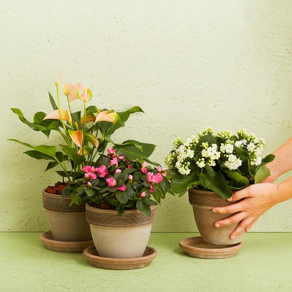 Blomstrende plante (Floristens kreative valg) inkl. potte